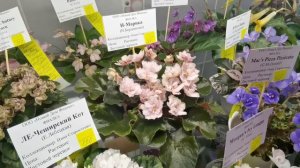 Мини фиалки Нины Старостенко на выставке в «Доме Фиалки» в Москве? весна 2021