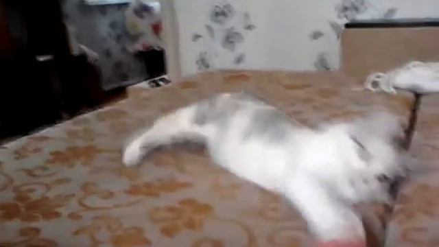 А я говорю любимой что это не кошка))) Псина 100% смотреть онлайн