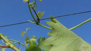 Обрезка пасынков винограда. Нужна или нет?