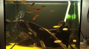 Аквариум советы начинающим.Задний фон-клеить или красить!