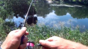 Ловля красноперки на спиннинг. Рыбалка на кузнечика