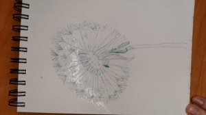 рисуем одуванчик.mp4