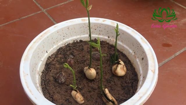 How to propagate jackfruit from seeds смотреть онлайн