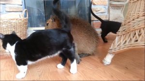 Был бы у меня такой кот, я б может и не женился бы никогда