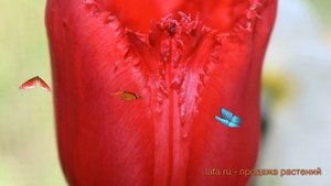 Тюльпан бахромчатая Макарска (tulipa makarska) ? обзор: как сажать, луковицы тюльпаны Макарска