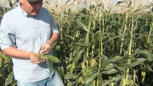 ОВАТОННА F1 - Ранняя кукуруза с крупными зернами (28-07-2018)