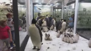 ЗООЛОГИЧЕСКИЙ МУЗЕЙ. САНКТ - ПЕТЕРБУРГ. ЧАСТЬ 2.