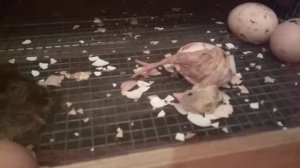 Страшный цыплёнок вылупился