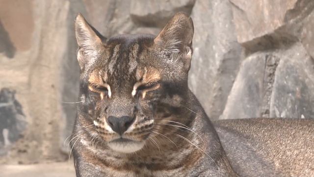 Самая редкая кошка в мире, Asiatic  golden cat - азиатская золотая кошка