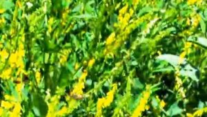 кавказская серая горная пчела с чего несут нектар