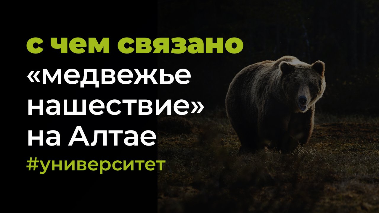 С чем связано «медвежье нашествие» в Алтайском крае, рассказали биологи АлтГУ — телеканал «Толк»