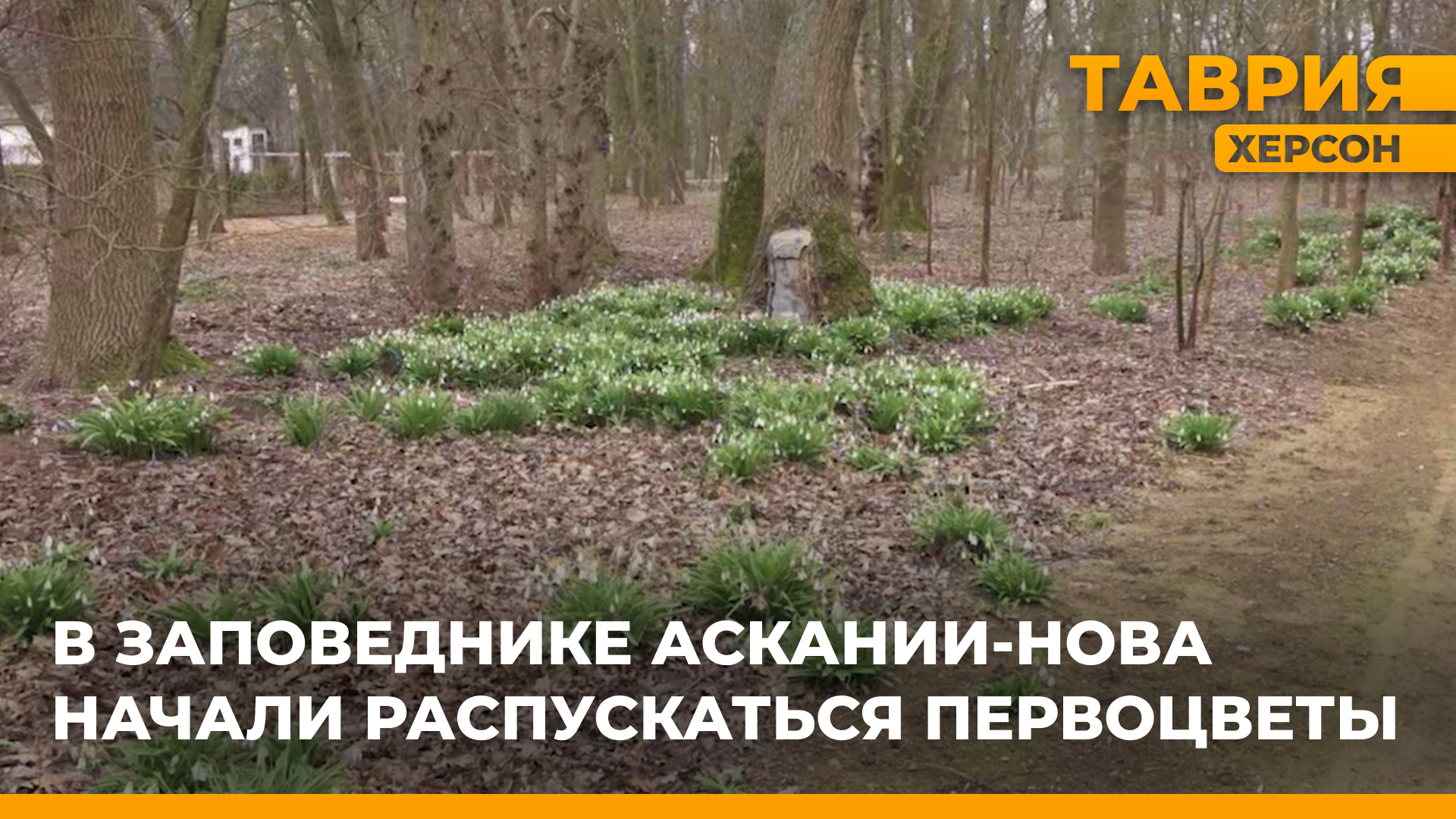 В заповеднике Аскании-Нова начали распускаться первоцветы