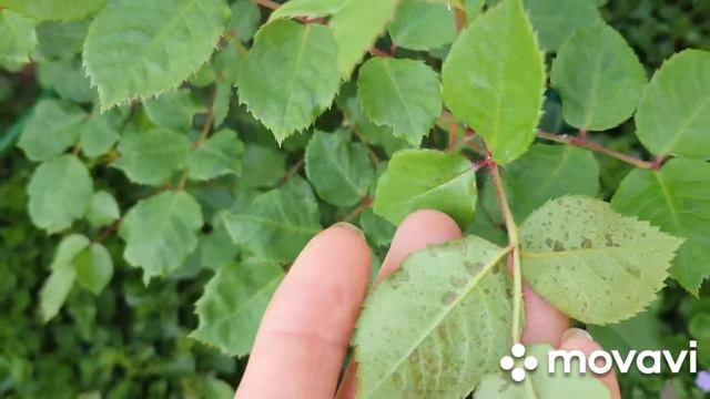 ❗Пятна на листьях розы с тыльной стороны!Помогите определить что это?! смотреть онлайн