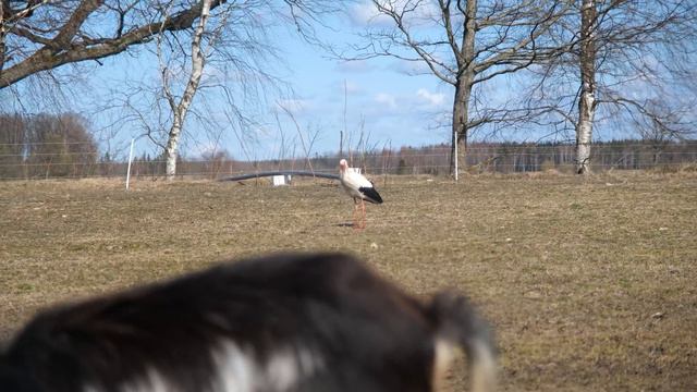 STORK Has Arrived + Cleaning the Nest смотреть онлайн