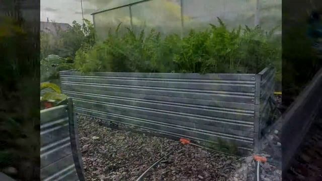 Высокие грядки "Ярус" на подмосковной даче. 31.07.2019 смотреть онлайн