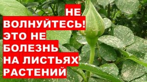 НЕ волнуйтесь! Это не болезнь на листьях растений. Don't worry It's not a disease on plant leaves