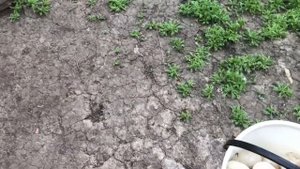 Как обмануть утку и Посадить повторно на яйца / Мускусные утки высиживают Индоутят/Индоутка на яйца