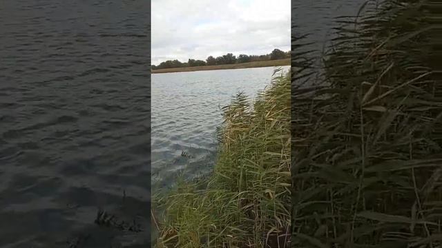 Языческий праздник Овсень. Как провести его во благо?? смотреть онлайн