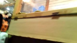 Москва. На рынке Садовод. Птичий рынок. Животные и птицы.