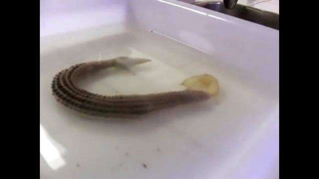 эхиуриды под мистер и миссис смит кавер ксении левчик Echiura (2023) смотреть онлайн