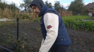 Правильная пересадка взрослого куста! Фундук. How to Grow a Tree the Right Way