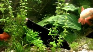Черный нож пришёл на ужин / aquarium black knife