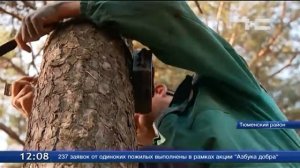 Камеры наблюдения помогли поймать черных лесорубов