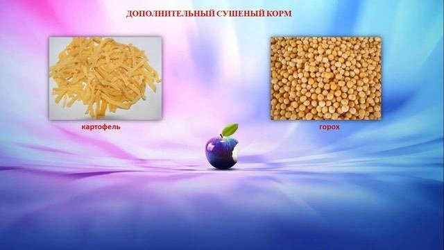 Полный рацион питания шиншилл