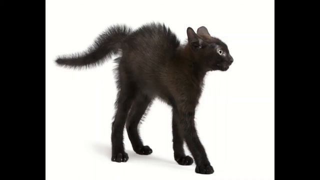 Упражнения БЕЗ огорчения. Кошка сердится