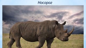 Логопедическое занятие "Образование сложных слов"