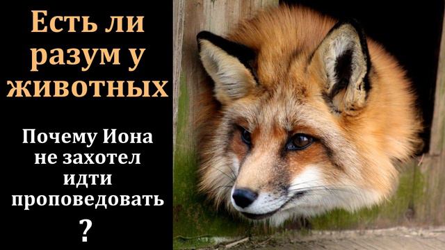 Есть ли разум у животных? Ответ на вопрос. Н. С. Антонюк. МСЦ ЕХБ