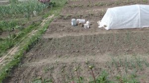 КОПЧЁНЫЙ КАРАСЬ ХОЛОДНОГО КОПЧЕНИЯ! Коптильня Hobby Smoke. НАШ ОГОРОД!