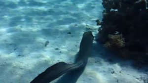 Мурена - короткое видео