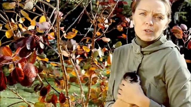 perukowiec,drzewko dym (cotinus coggygria 'royal purple') смотреть онлайн