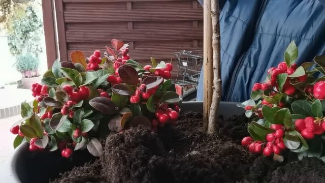 ТРАУРНАЯ ФЛОРИСТИКА. ДЕКОРАЦИЯ НА ПОХОРОНЫ!? | #1079 смотреть онлайн