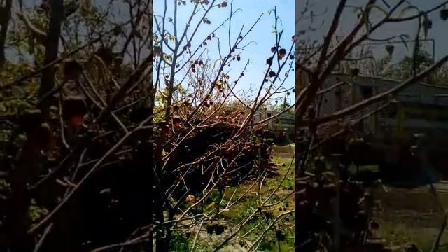 Первые завязи Азимины трилобы(пау пау или бананового дерева) смотреть онлайн