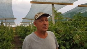 Ремонтантный сорт малины Химбо-Топ в полном разгаре