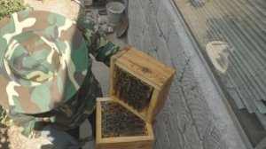 Открыл в первый раз японский улей и в нем вот что!!!