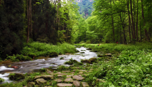Звуки природы. Нежный лесной ручей ✦ Звуки леса и пение птиц ✦ Relax Sleep