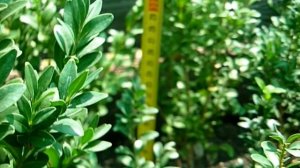 Какие саженцы хвойных растений есть в питомнике "Хвойный дворик". Сезон осень 2018. Хвойные почтой