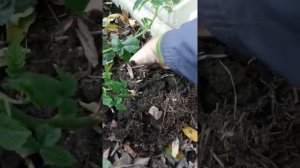 “Корона”размножается как вирус！Сила роста и способность размножаться ежевики “Тройная Корона”.