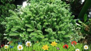 Пихта корейская Компакт Дворф ? Обзор: посадка и уход. крупномеры пихты: описание и особенности