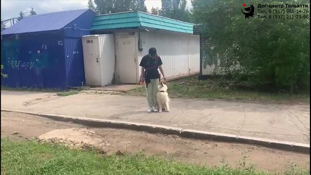 Дружкова Юлия и самоед Чандра. Прогулка с собакой в городе без поводка. Тольятти, 1 июля 2023. смотреть онлайн