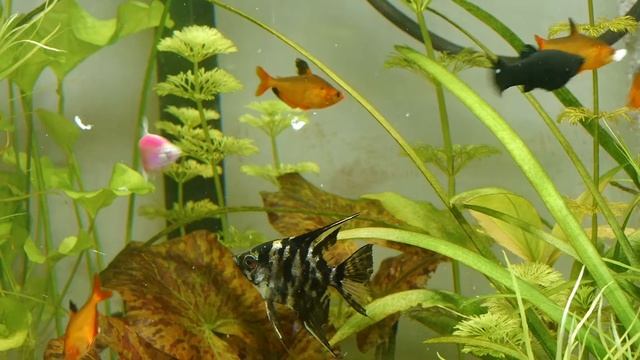 Аквариум для аллергиков смотреть онлайн