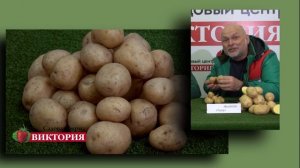 Лучшие сорта картофеля - сорта "Удача" и "Гала"