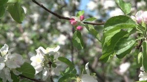 Консультант Cадовода на Усадьбе №"7