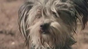 Про бездомных собак Белый Бим, черное ухо