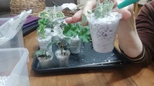 Обязательно укорените черенки этим способом. Черенок не вянет и не гниет.Способ укоренения дает 100