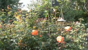 Розы из питомника Аккиевых