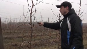 Обрезка плодовых деревьев (часть 7)